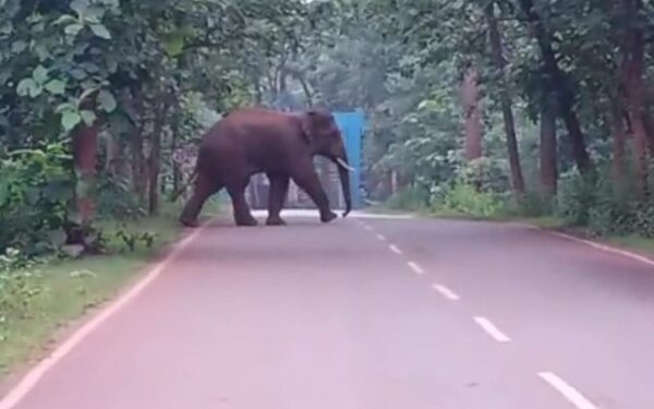 गुवा शहर के प्रवेश गेट पास मुख्य सड़क पर विचरण करता हाथी.