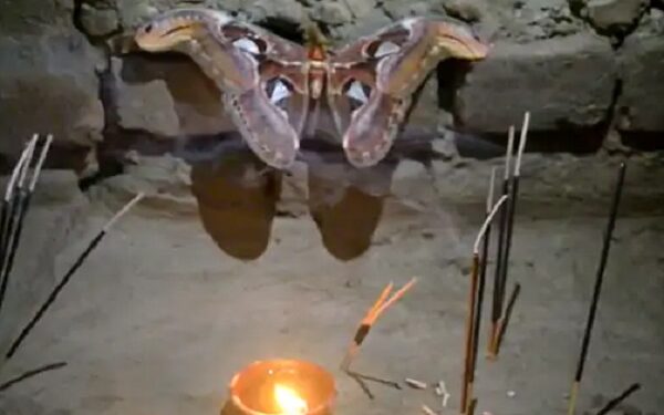 बगहा में मिली अजीब दिखने वाली तितली