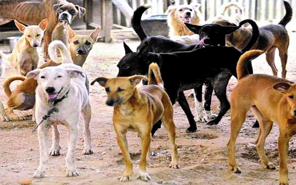 देश में आवारा कुत्तों की संख्या 1.5 करोड़ से ज्‍यादा, हर दिन 20 हजार लोग जानवरों के हमले के हो रहे शिकार