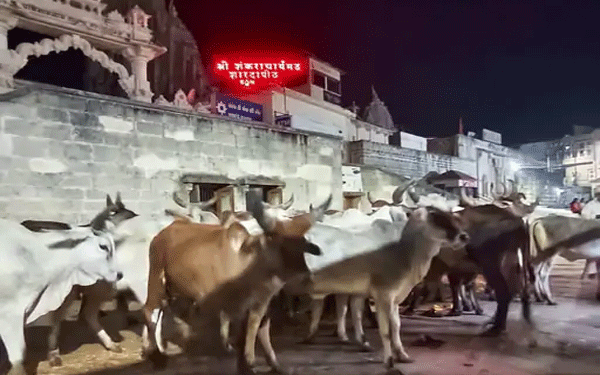 गुजरात : 450 किमी पैदल चल कर भगवान द्वारकाधीश के दर्शन करने पहुंची गायें, आधी रात मंदिर खोला गया