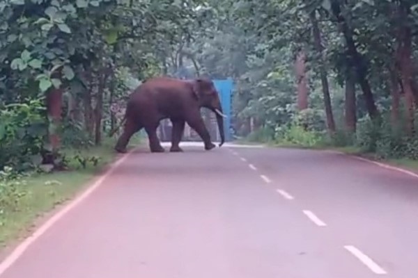 गुवा के हिरजी हाटिंग के पास सड़क पार करता हाथी की फाईल तस्वीर