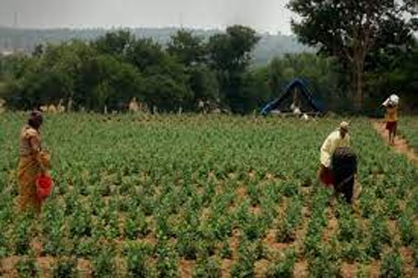 कृषि उन्नति योजना के अंतर्गत प्रखंड स्तर पर 53 पदों पर निकाली गई नियुक्ति