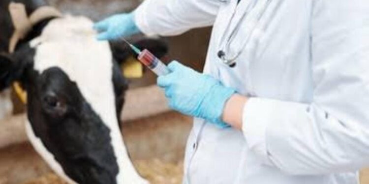 पशुओं को टीका लगाते स्वास्थ्यकर्मी