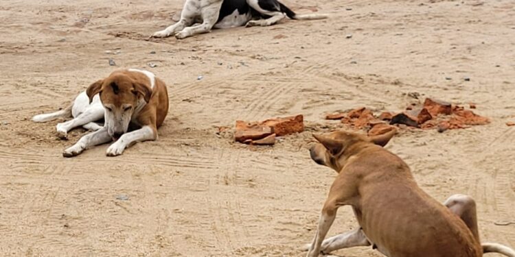 हीरापुर में सड़क किनारे बैठा आवारा कुत्तों का झुंड