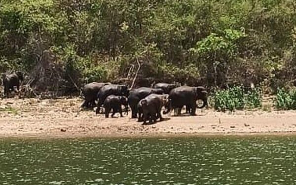डैम किनारे जंगली हाथियों का झुंड