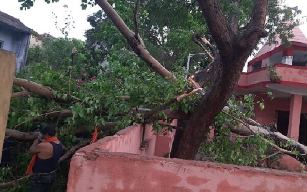 आंधी तूफान के बाद स्कूल की चहारदीवारी पर गिरा पेड़.