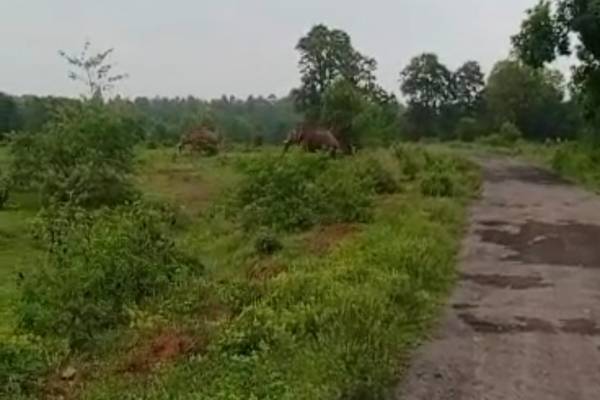 झारबेड़ा जंगल में जाते हाथी.