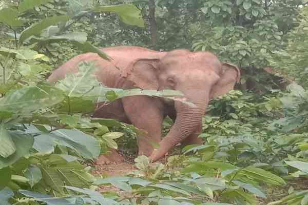 जंगल में विचरण करता हाथी