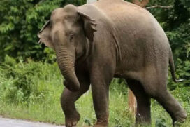 मतदान करने जा रहे वोटर को हाथी ने पटक-पटक कर मार डाला