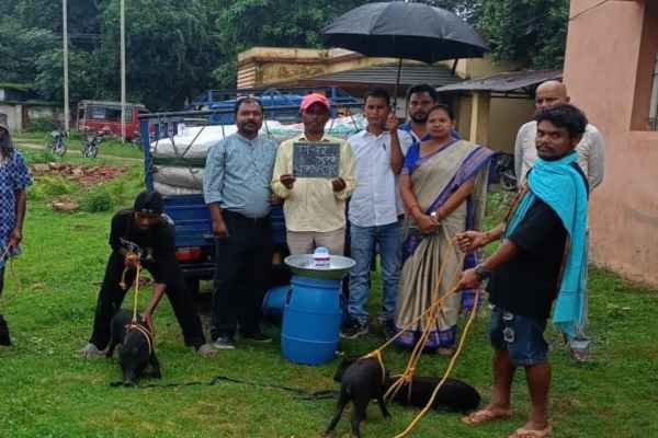 पशु पालन विभाग कार्यालय प्रांगण में लाभुकों के बीच सुअर प्रदान करती जिप सदस्य लक्ष्मी हांसदा.