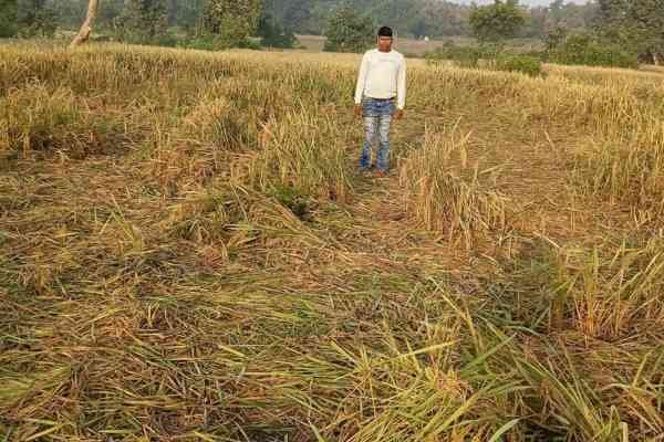 बर्बाद खेत दिखाते रसुनिया गांव के किसान लालटू महतो.