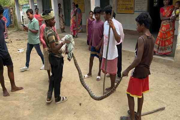 Chandil: ग्रामीणों ने पकड़ा आठ फीट का अजगर, वन विभाग को सौंपा