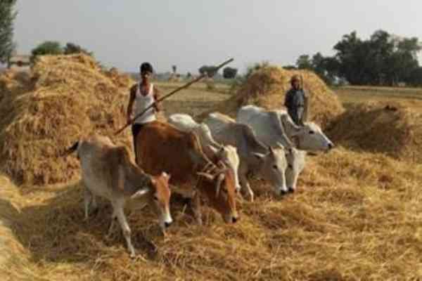 लोहरदगा: बदलते भारत में विलुप्त हो रही है बैलों के घुंघरू की आवाज 